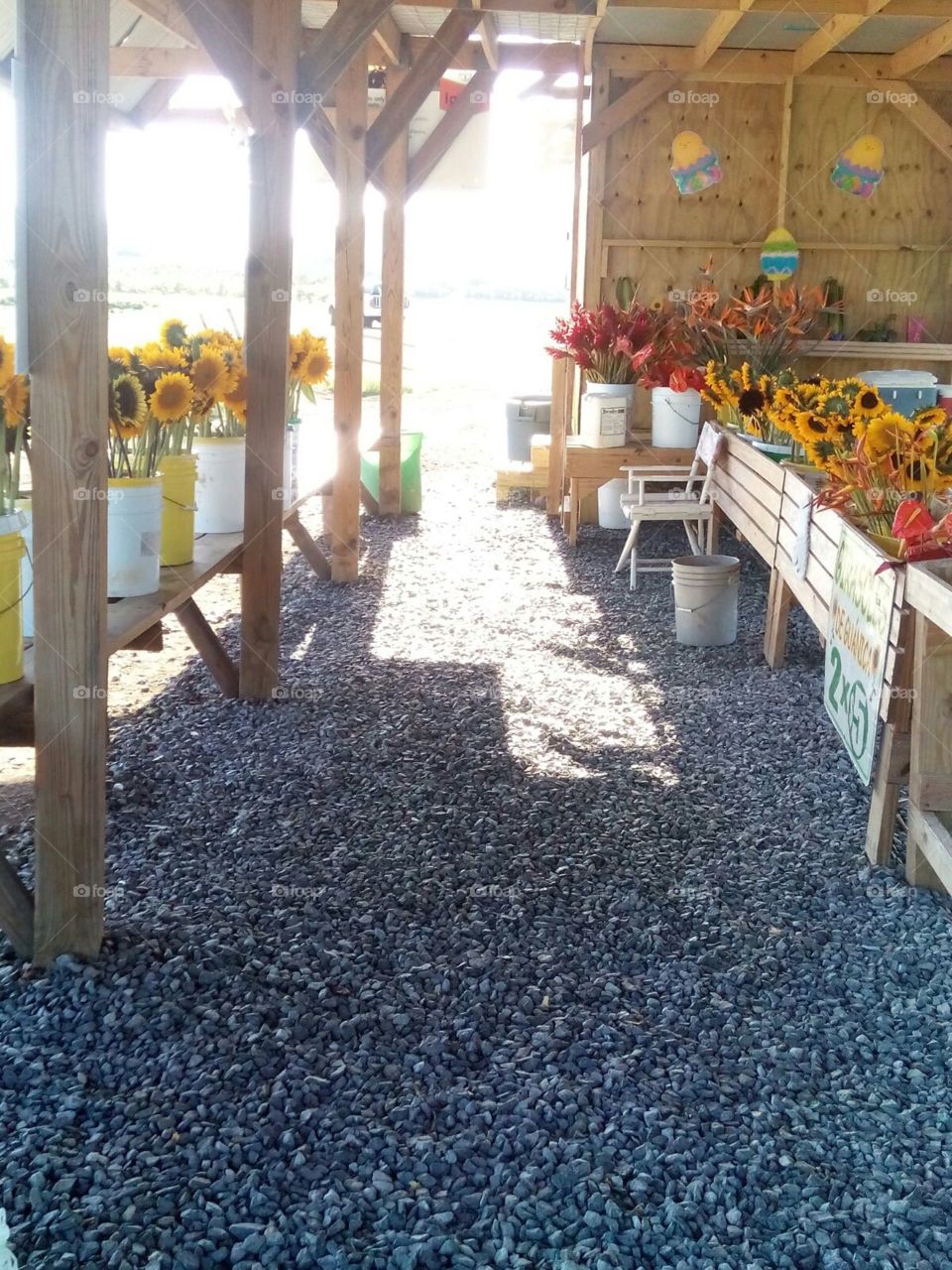 sunflowery path