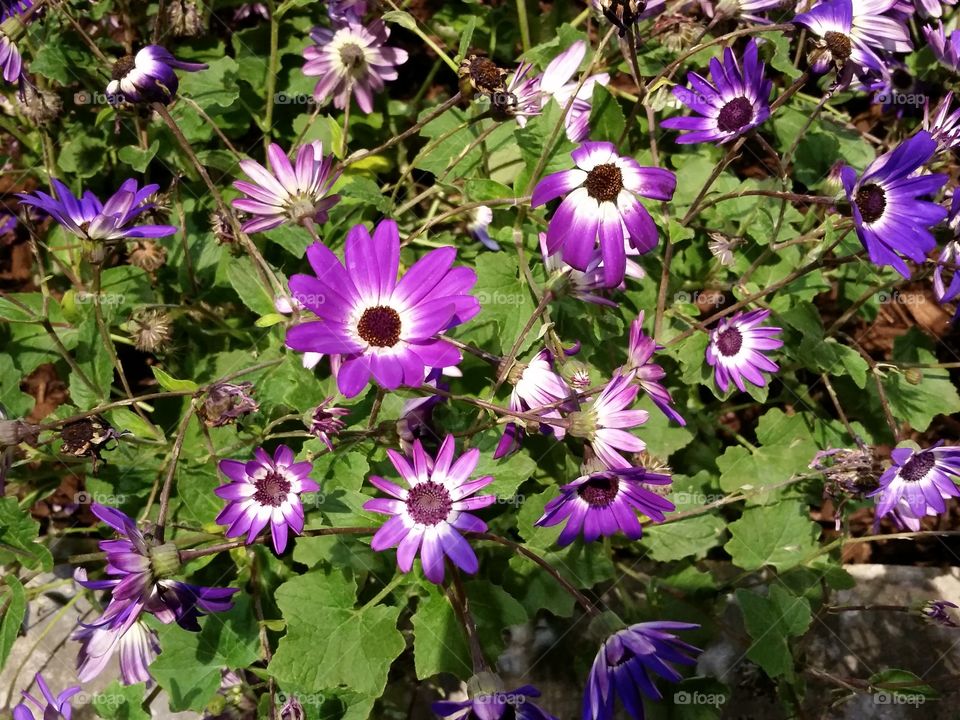 purple daisy 