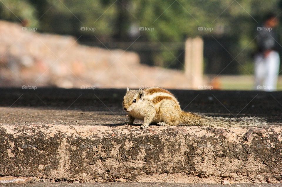 chipmunk