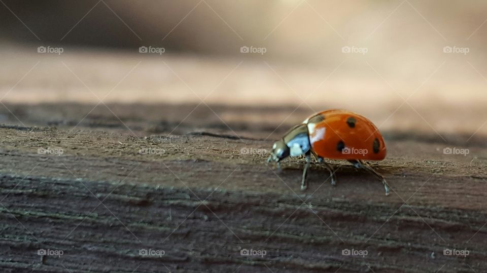 Ladybird on wood