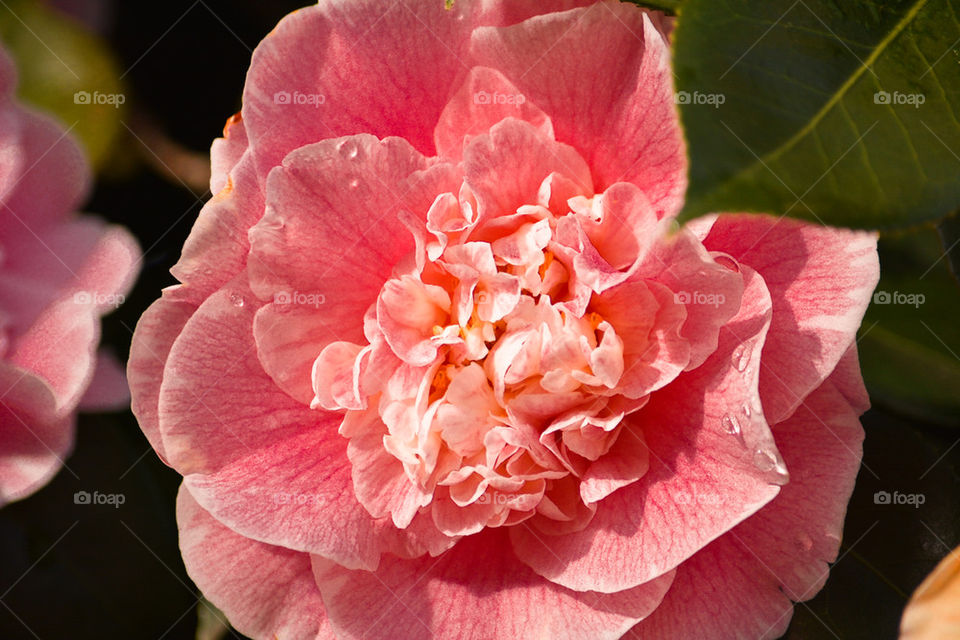 Rosada