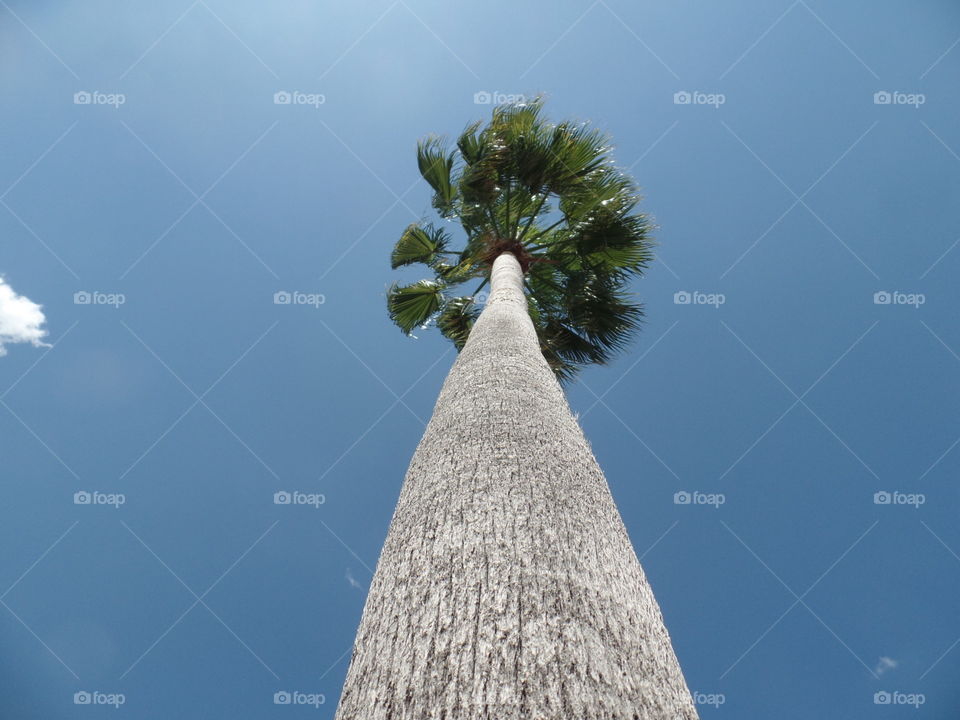 An iteresting view of a palm tree framed by the beautifully blue Florida sky
