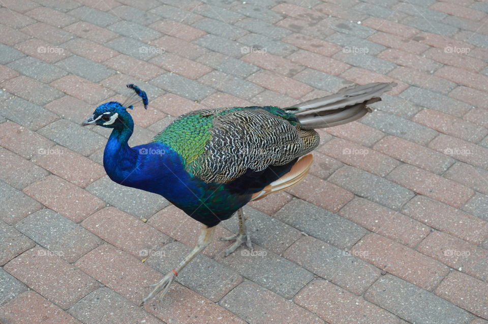 Peacock Path