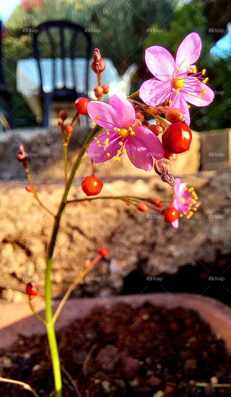 Talinum paniculatum (Jacq.) Gaertn.