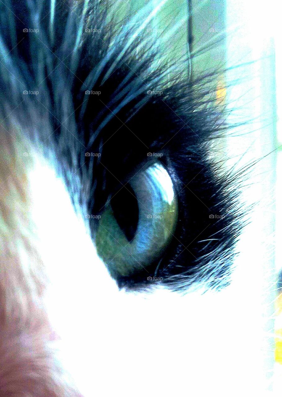 cats eye view