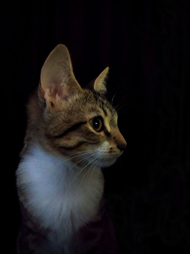 the cute cat on the dark