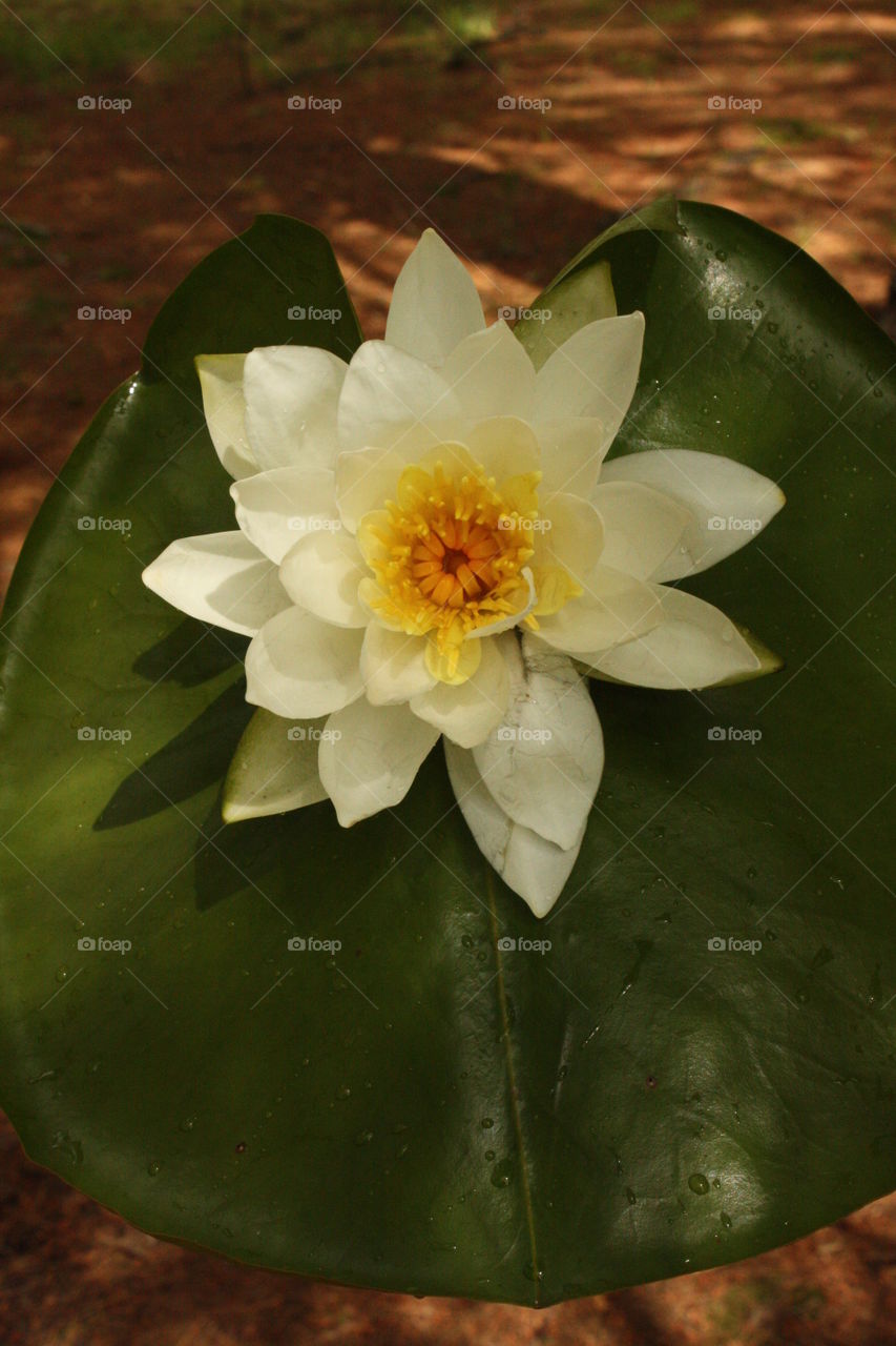 Lily Pad in the Pond