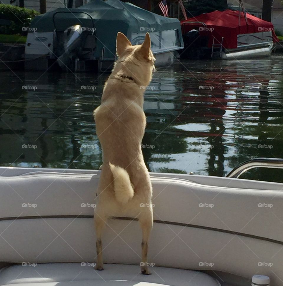 Our boating buddy