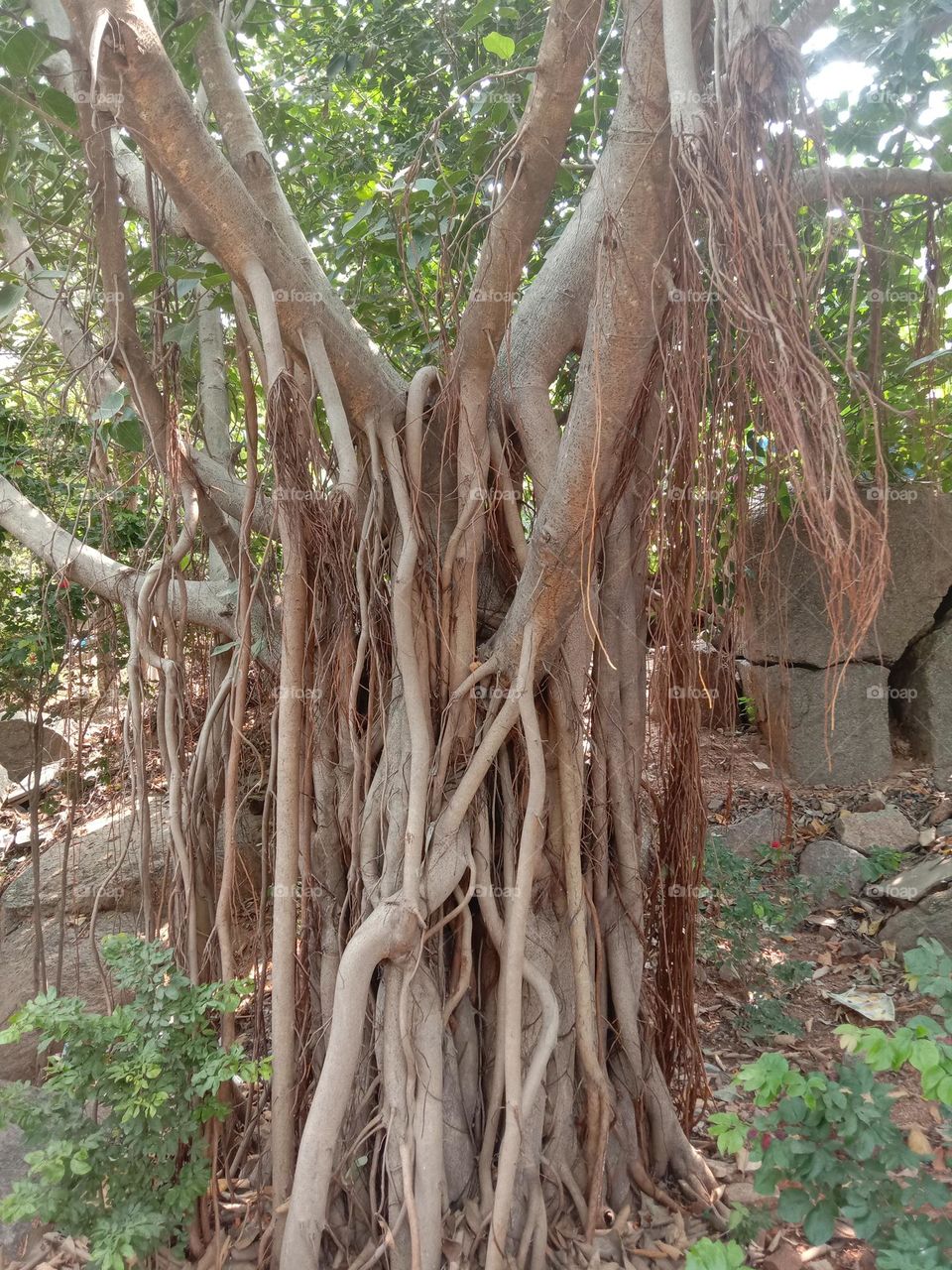 Banyan tree