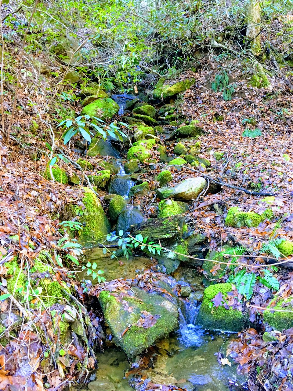 Trail side mountain stream