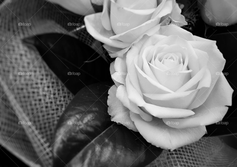 Monochrome Rose