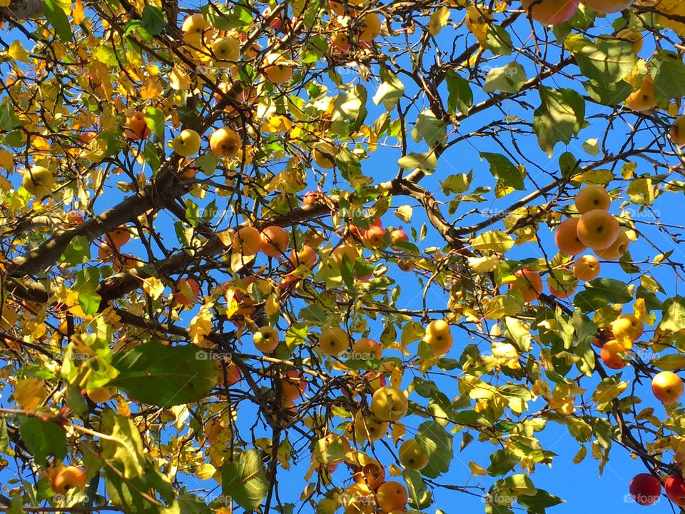 Low angle of apple tree