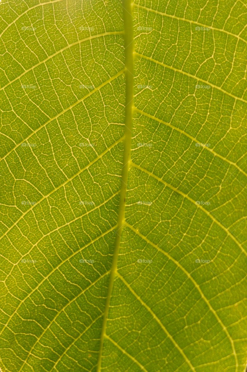 Green leaf with structure. Slovakia