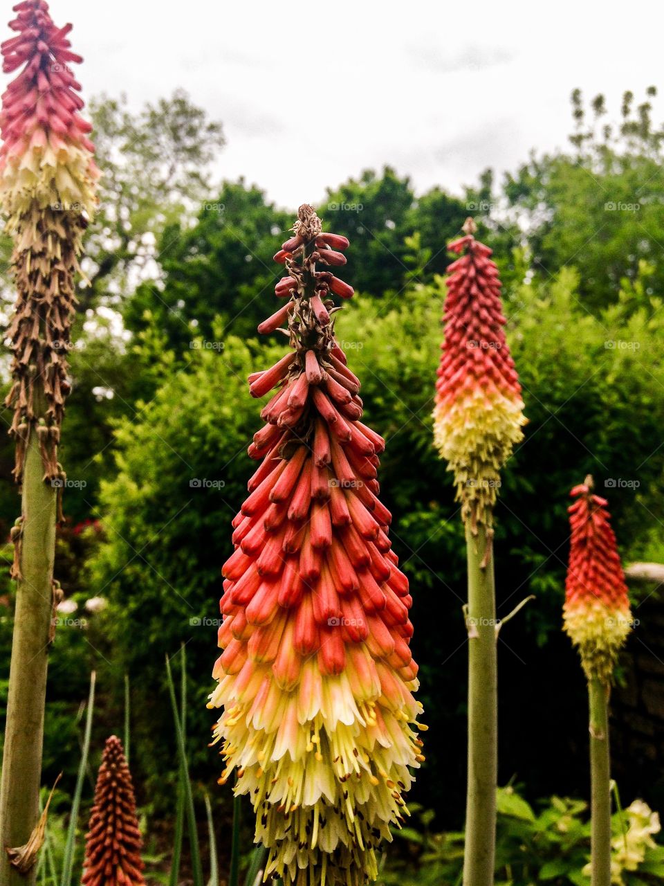 Hot poker flowers