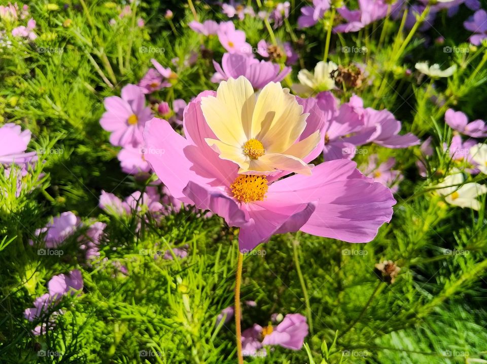 summer flowers