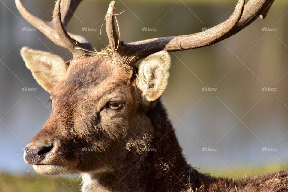 Close-up of a deer