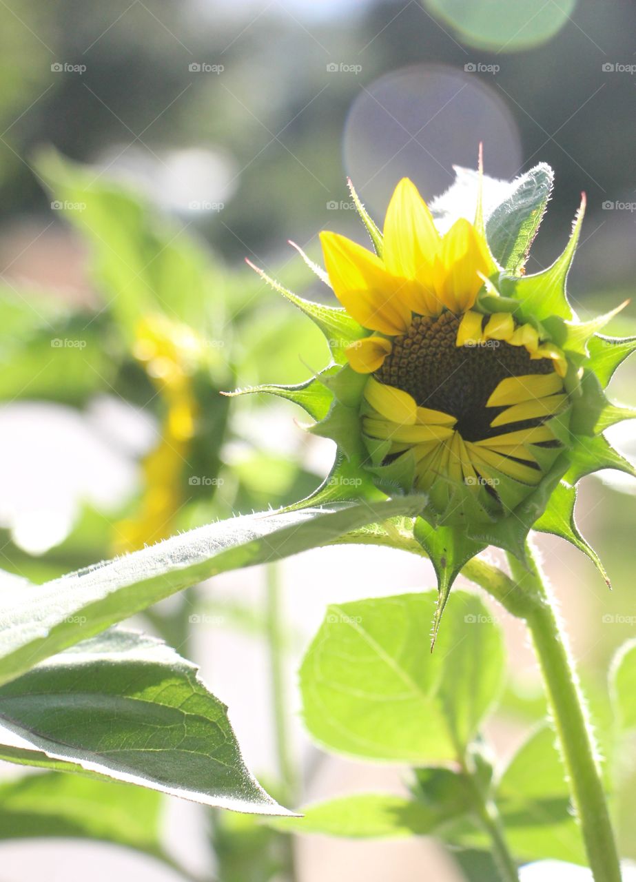 New sunflower 