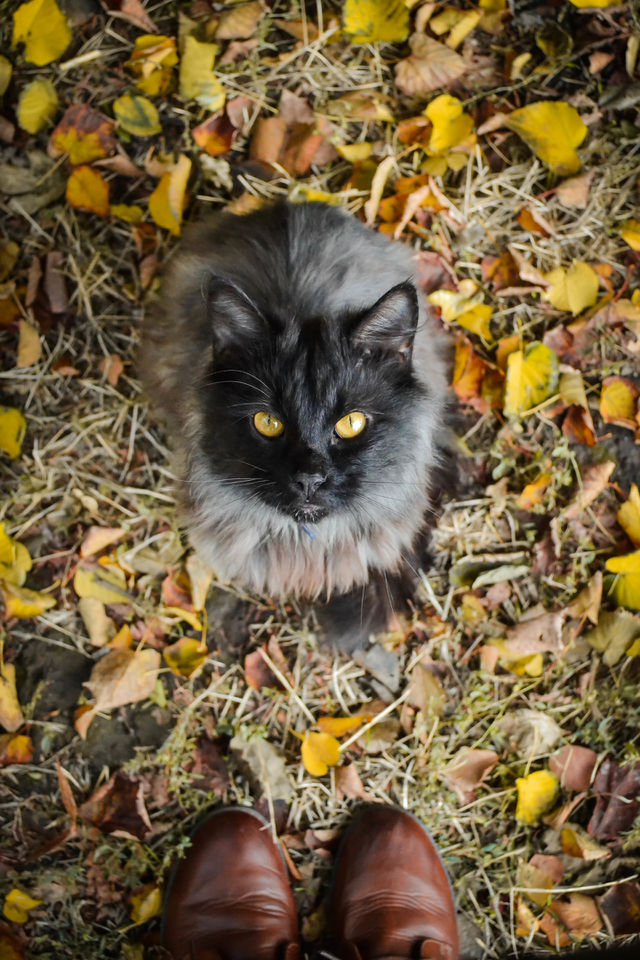 cat, autumn, October