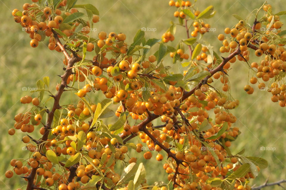 berries