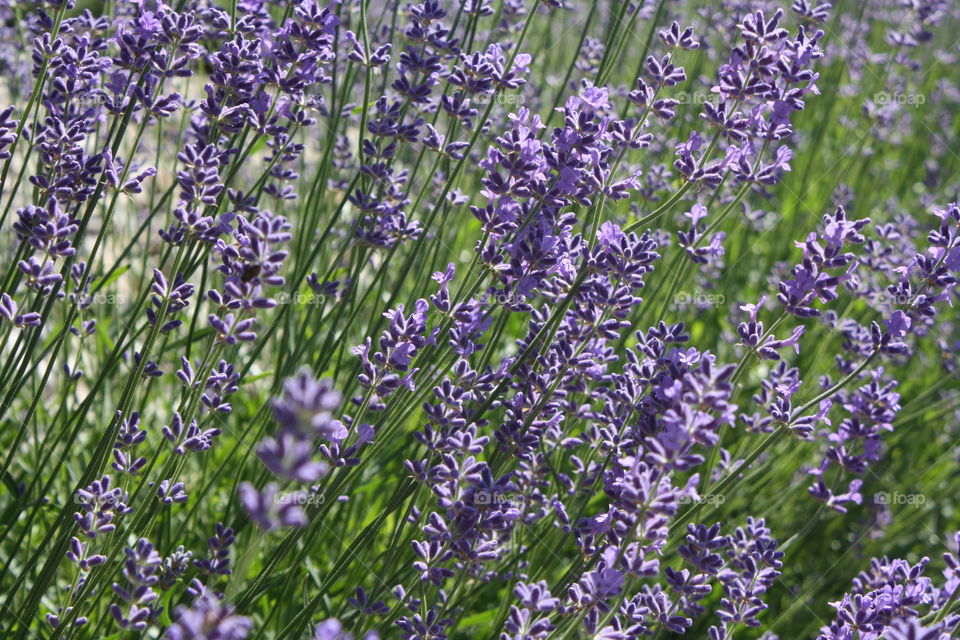 Lavender in bloom