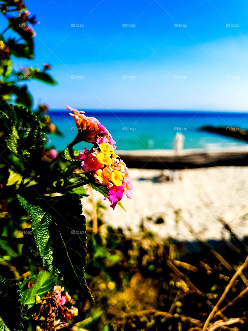 This picture represents some beautiful flowers and a wonderful sea