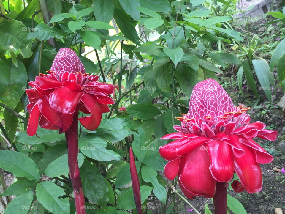 Exotic flowers 