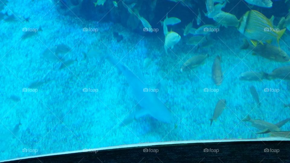 Underwater, Fish, Ocean, Water, Sea