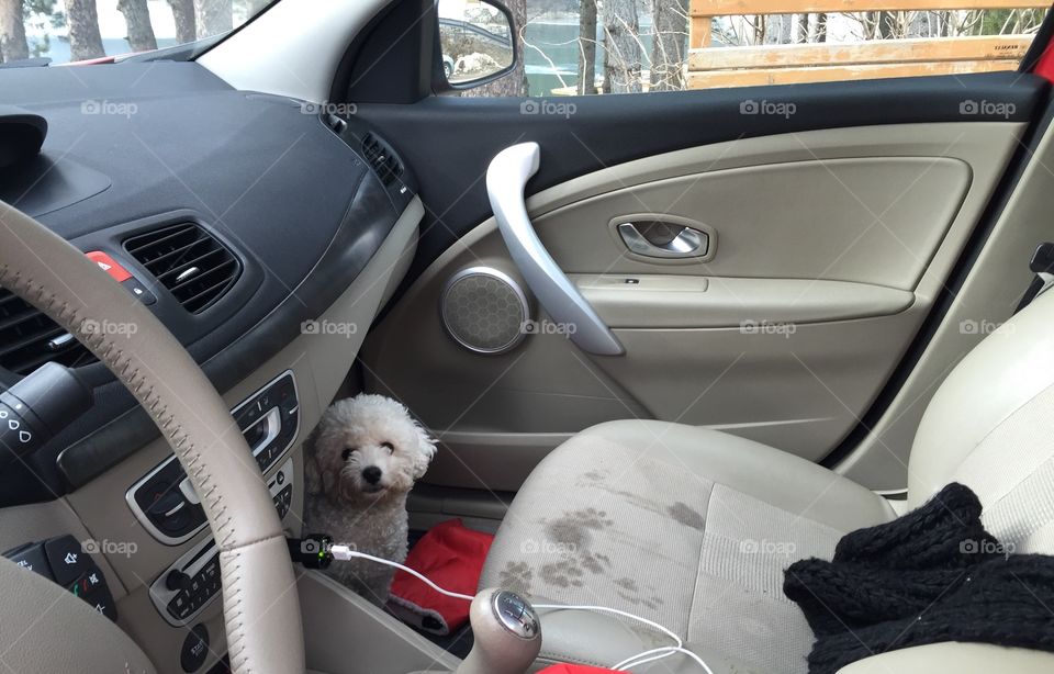 Dog in the car making a mess