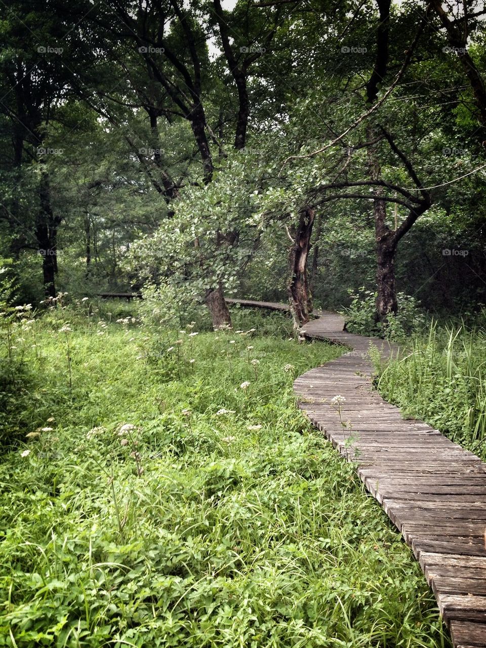 wooden path