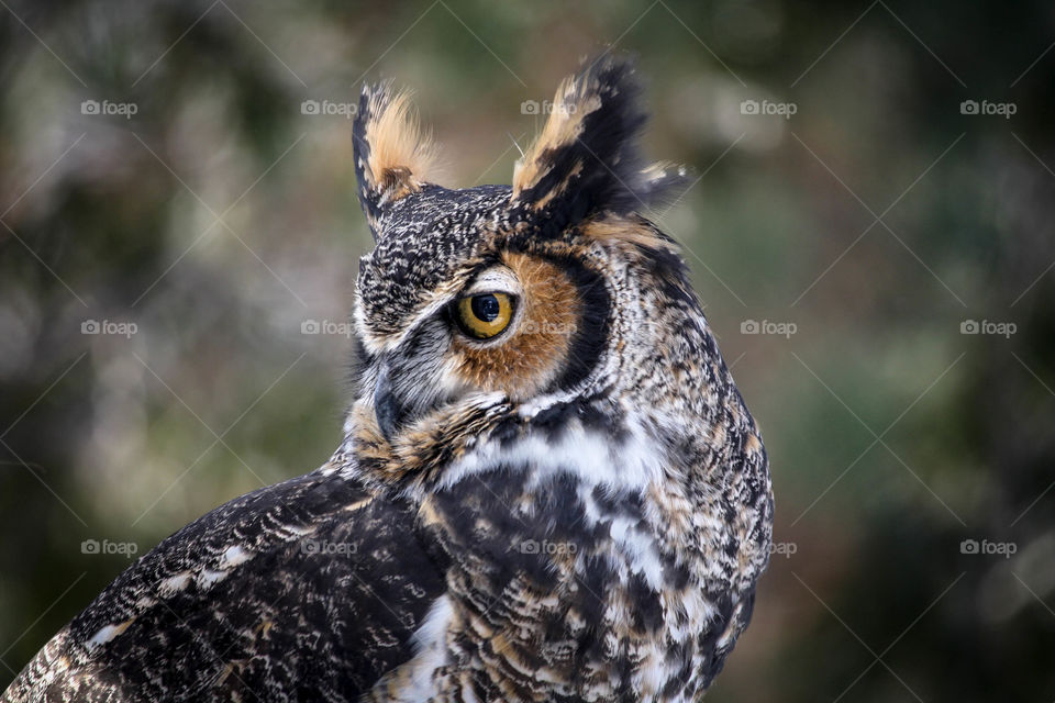 Beautiful horned owl