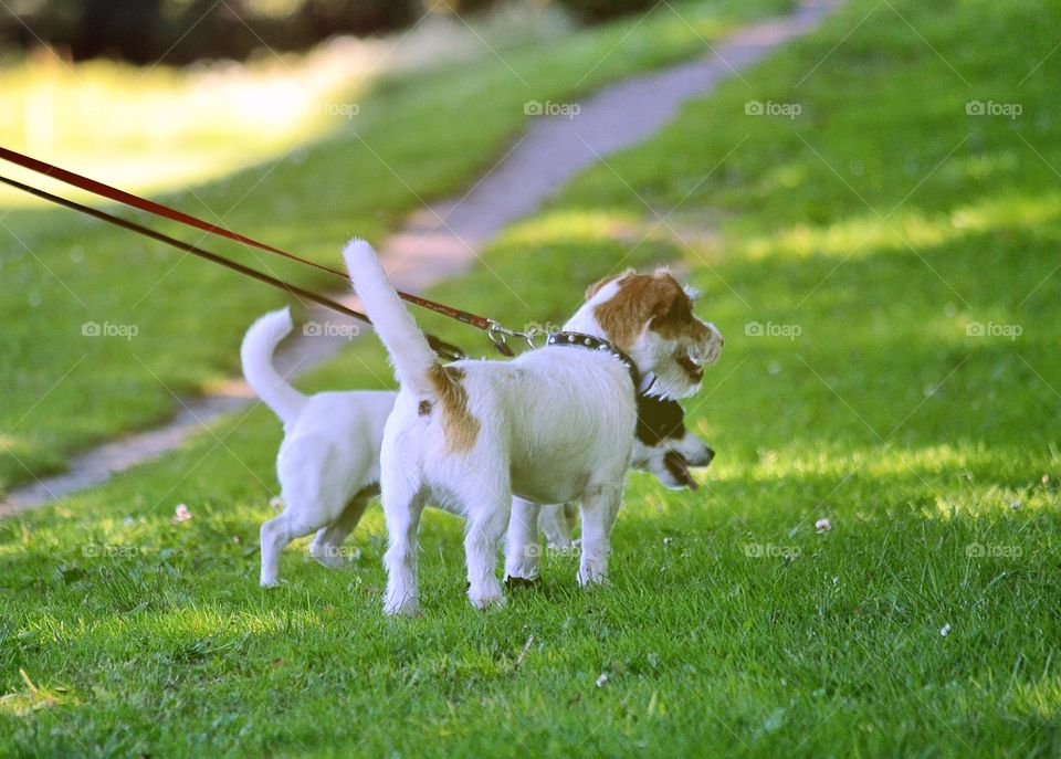 Dogs with leash