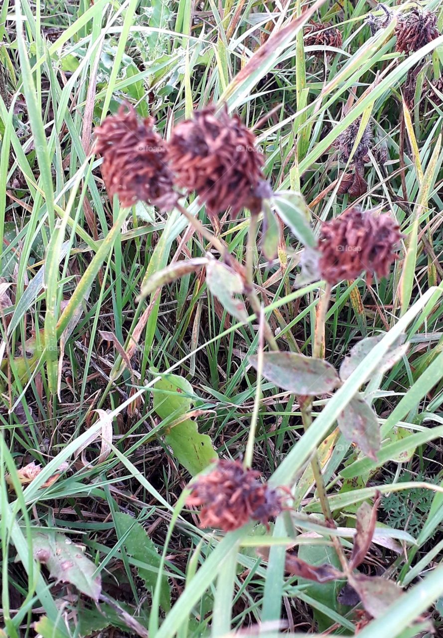 dry heads of clover in autumn meadow in the evening