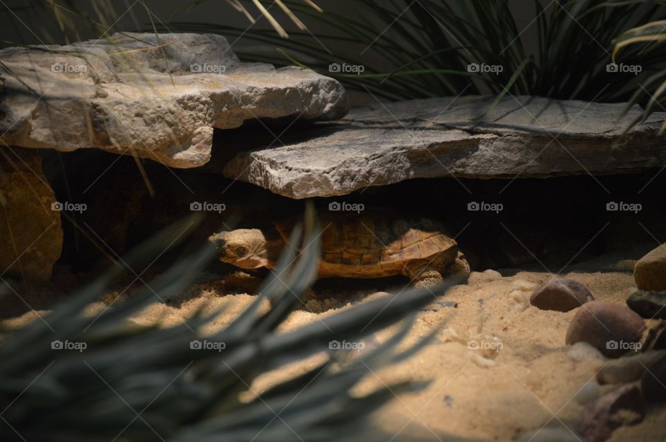 Master of disguise... 💚🐢💚