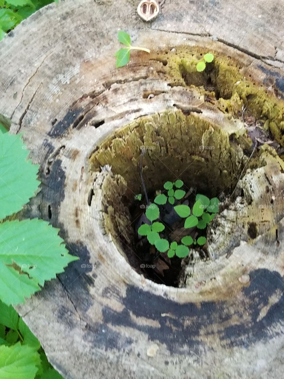 old stump with plants growing in it