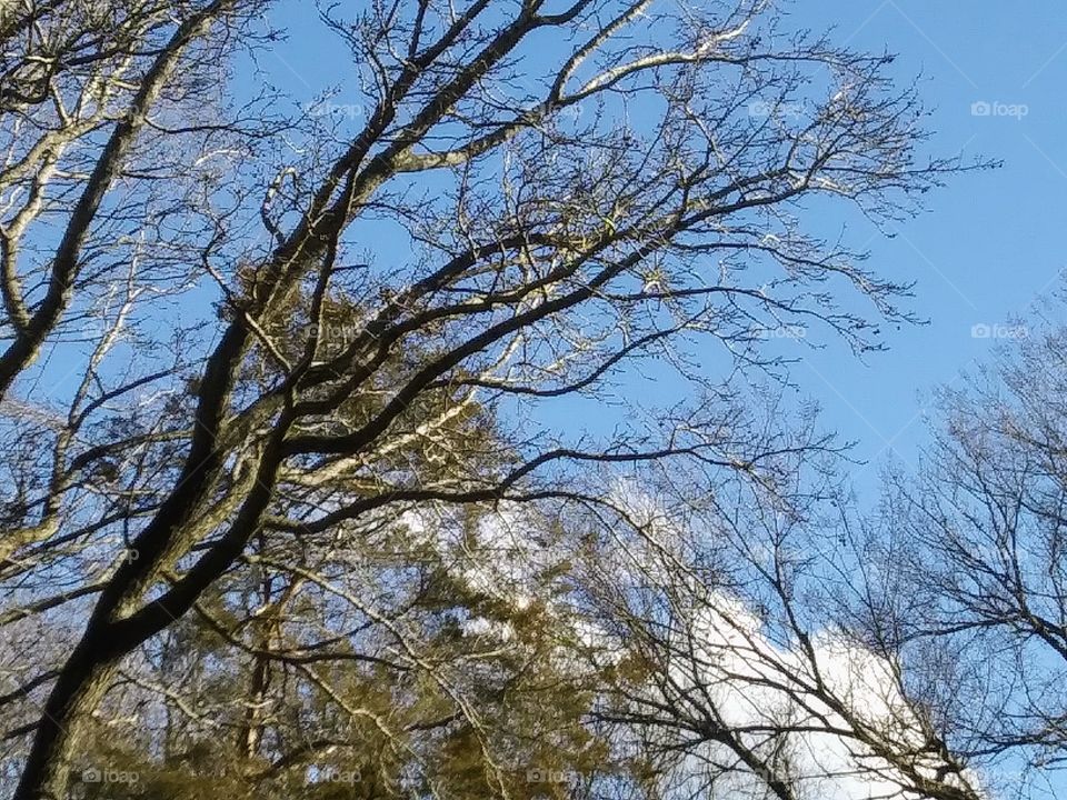 trees attempting to hide a cloud