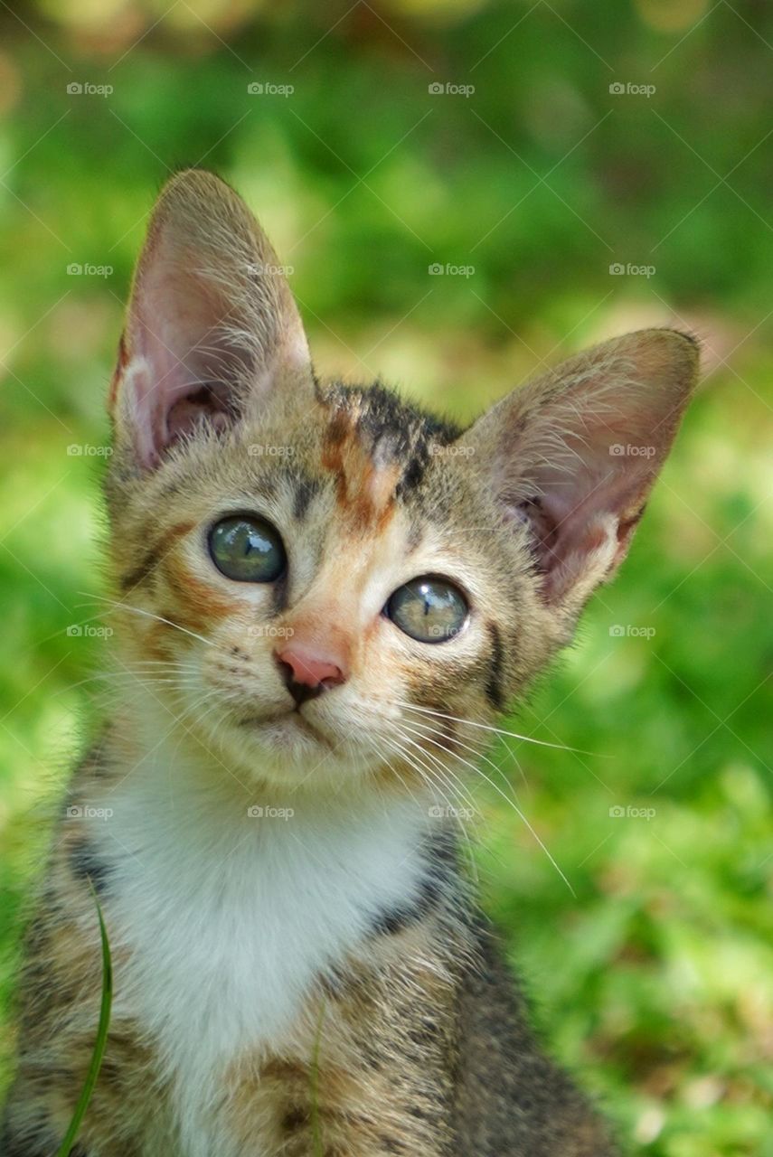 cute kitten playing in the garden