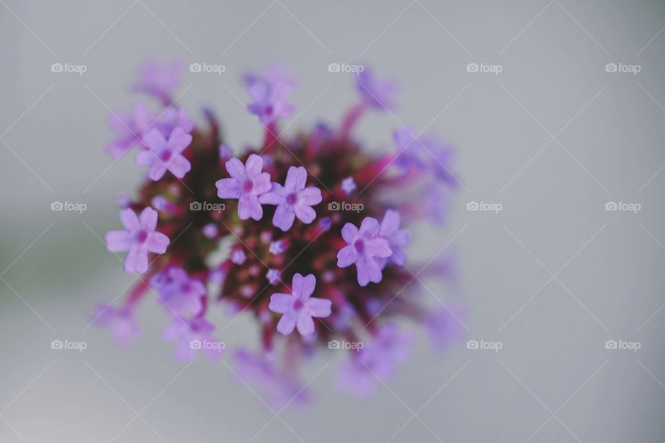 No Person, Flower, Nature, Blur, Still Life