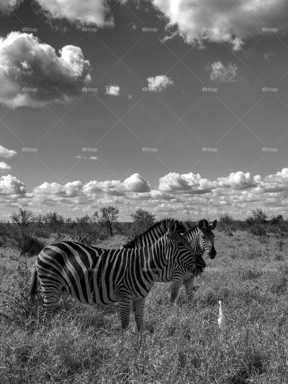 African Zebra having some lunch
