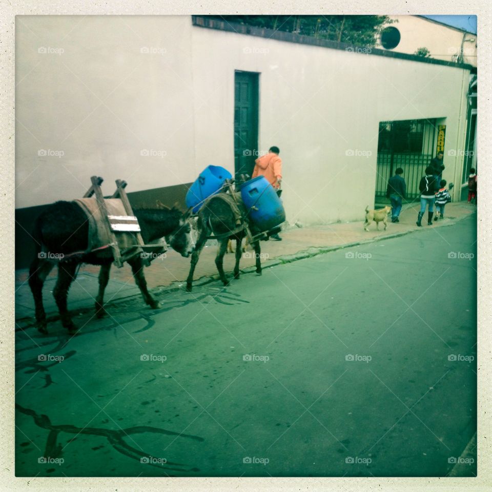 Donkey Bogota. Animals in Bogota