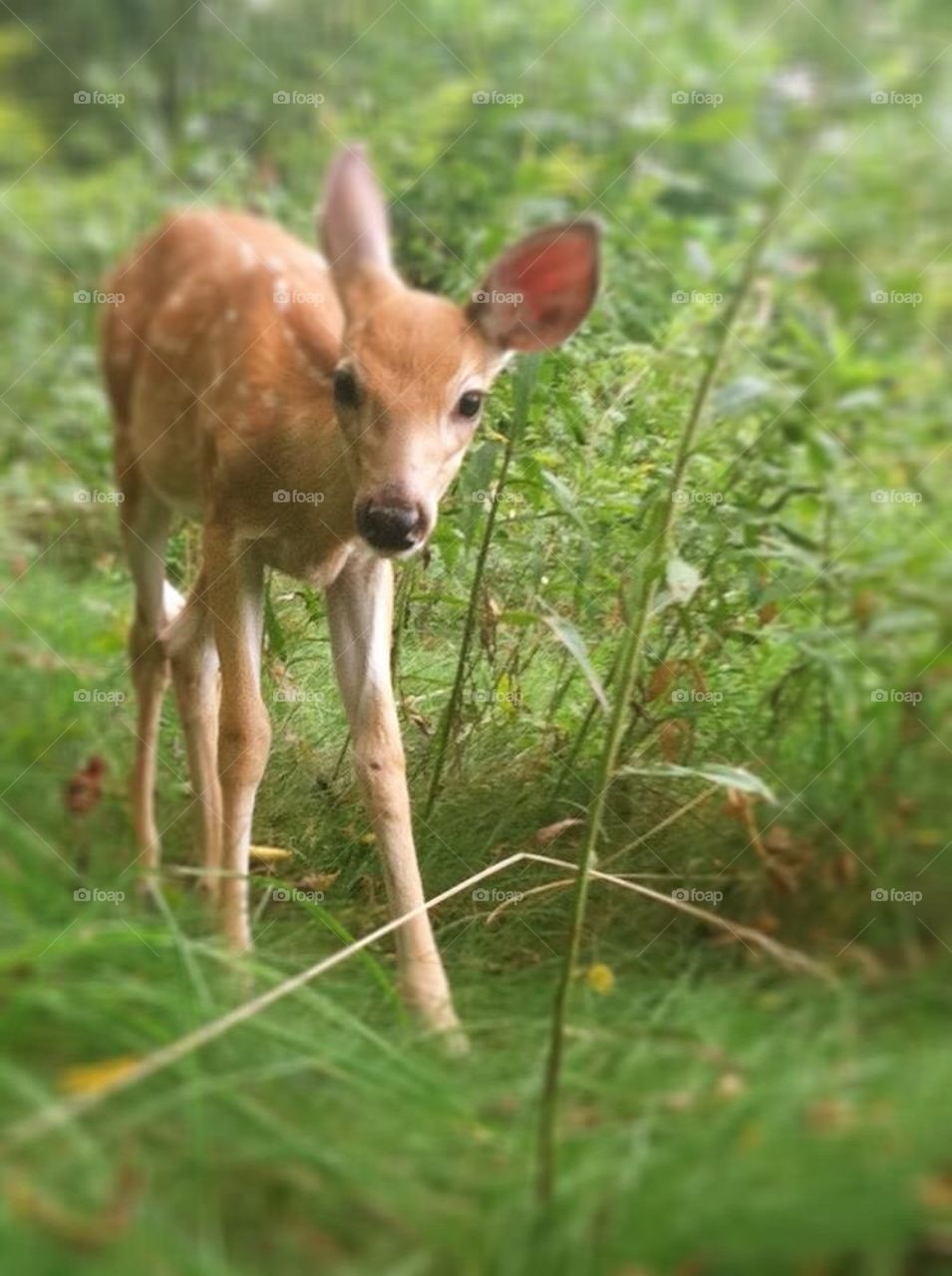 Baby deer