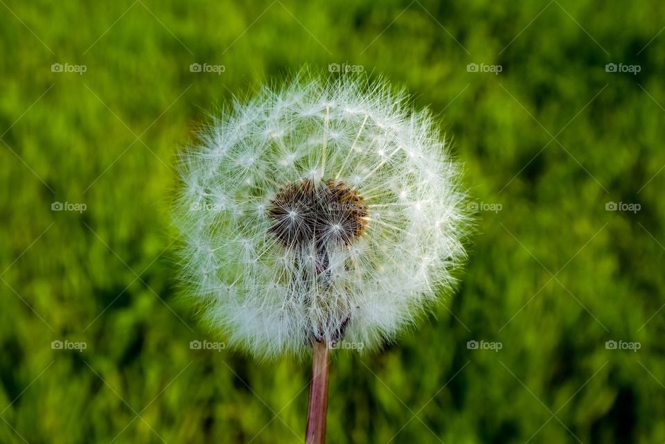 Dandelion 