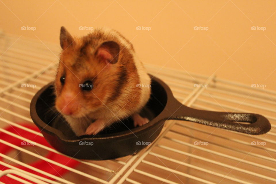 My cute hamster 