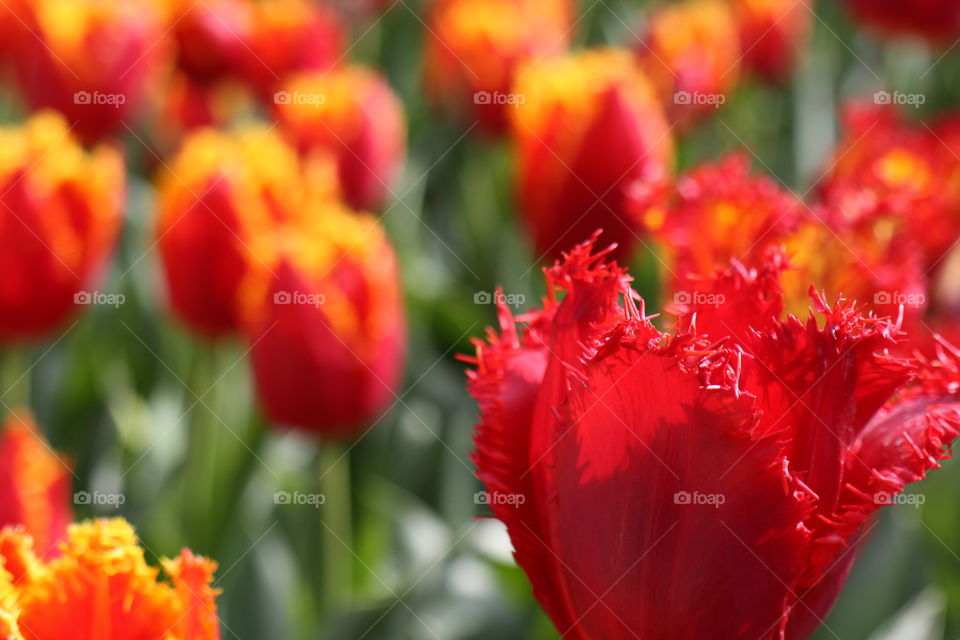 Unique tulips 