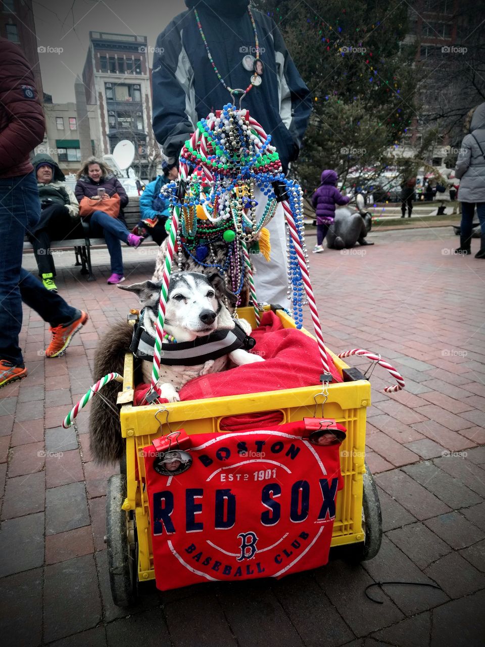 Canine Red Sox fan celebrating New Year's Eve