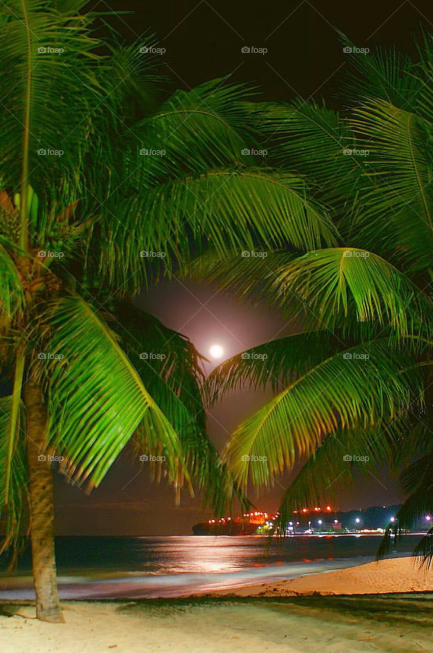 Brazil Trees and Plants