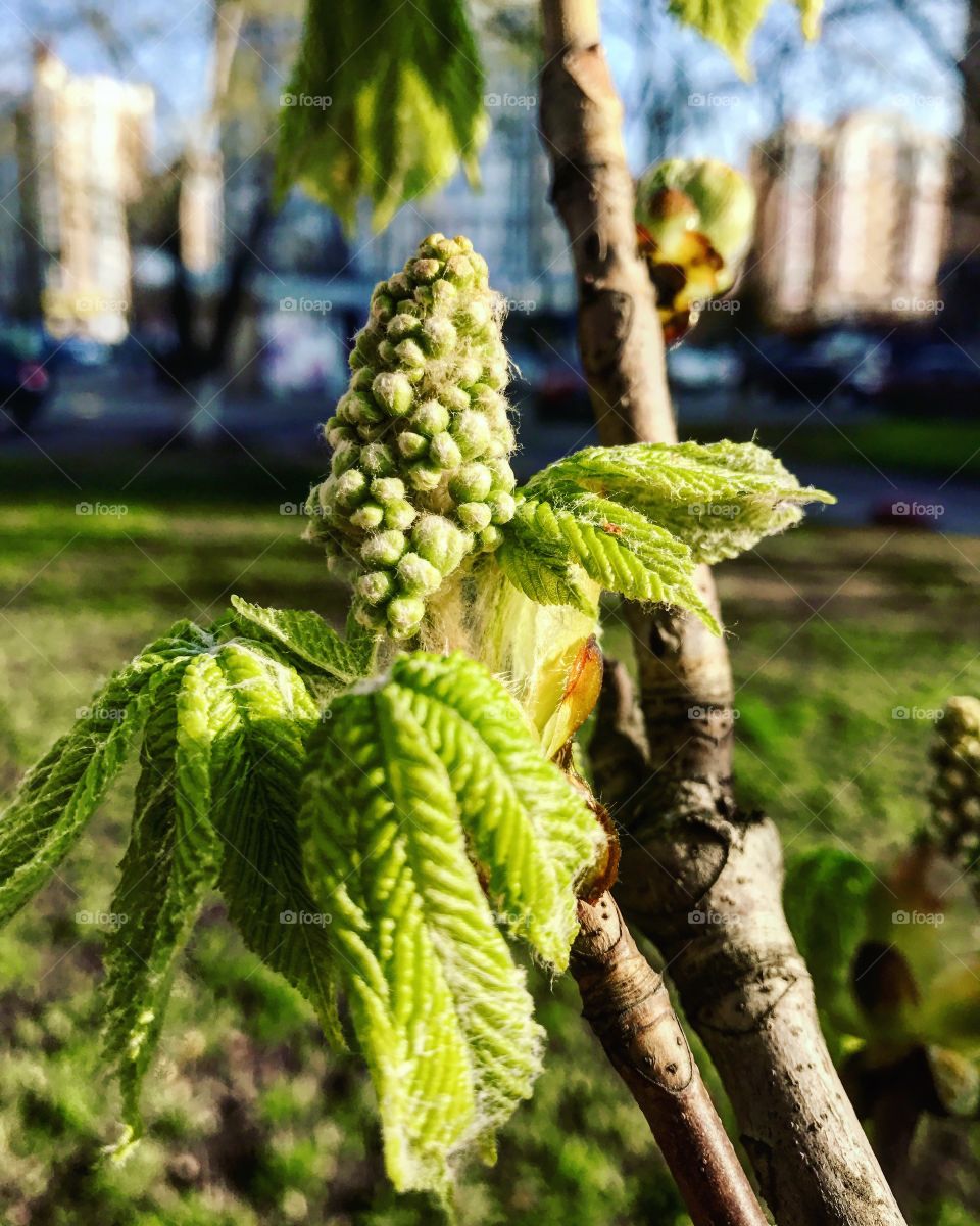 Spring tree 