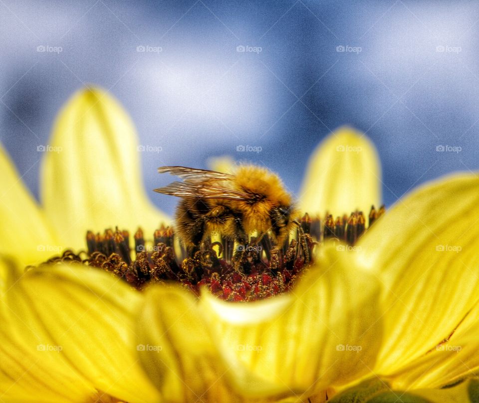 Honey Bee Sunflower. A busy honey bee collecting pollen on a bright yellow sunflower.