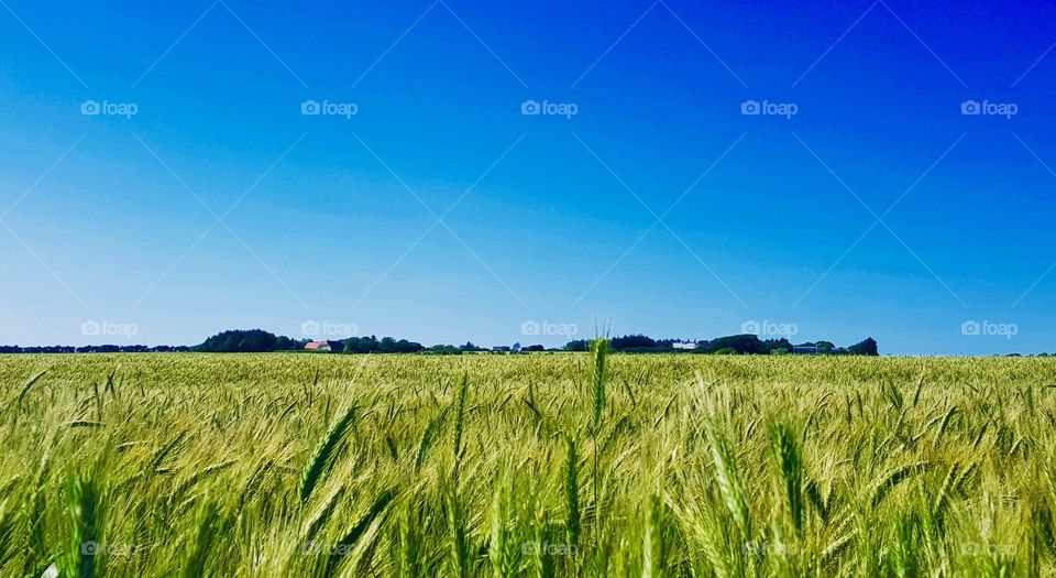 Scenic view of barley field