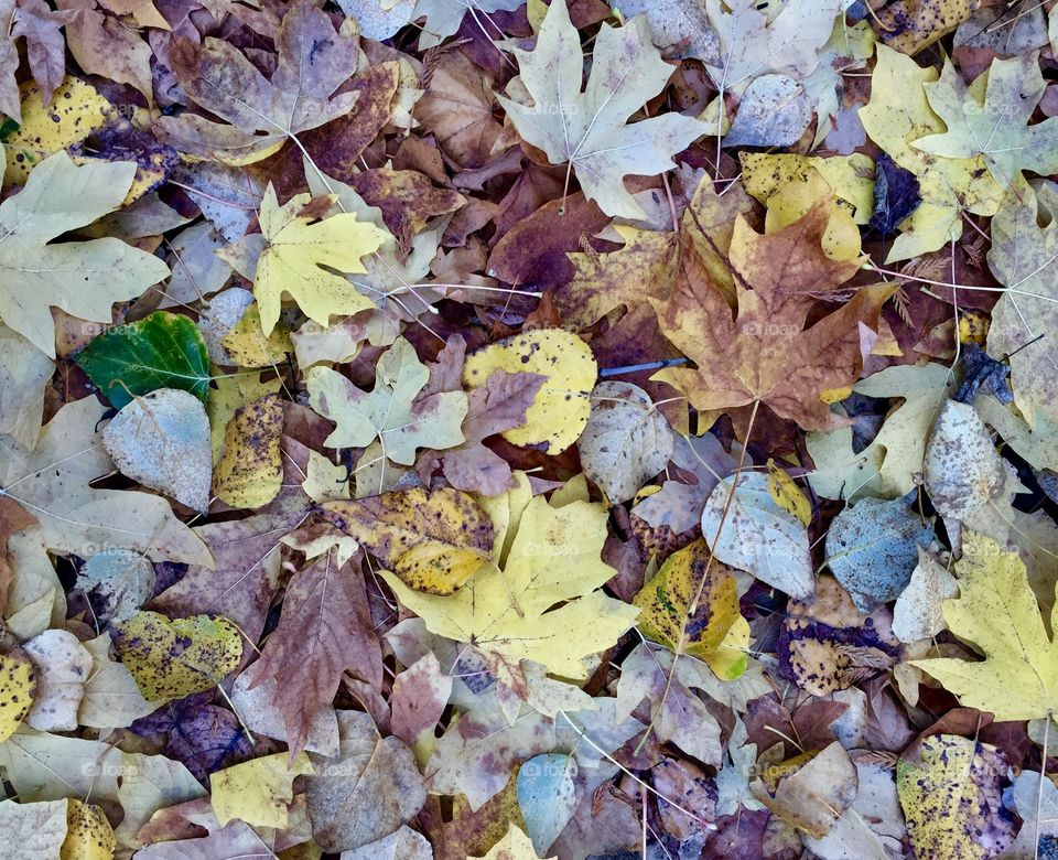 An array of fall leaves.