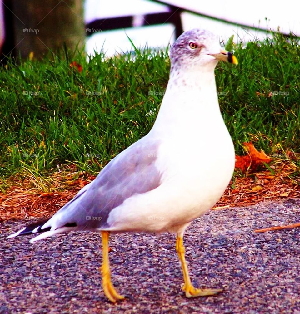 Seagull